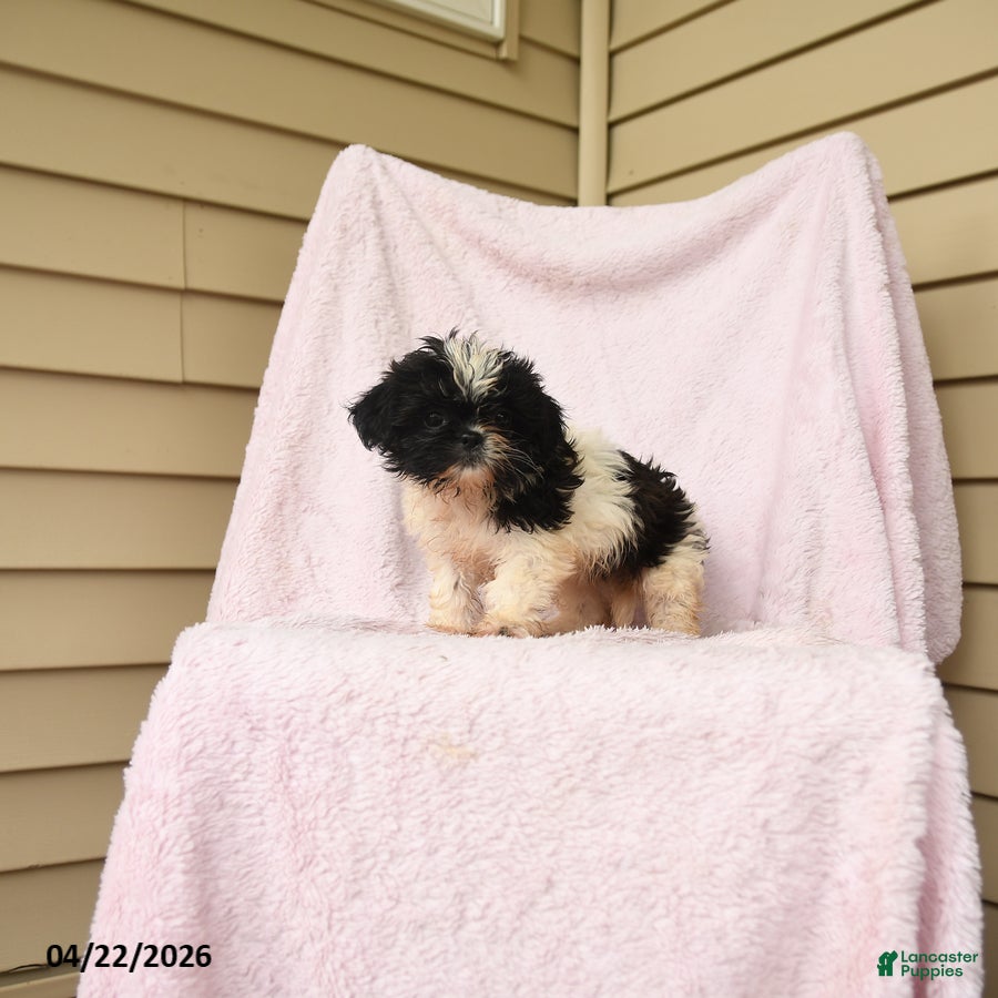 Shihpoo dogs Matilda - Ad 2