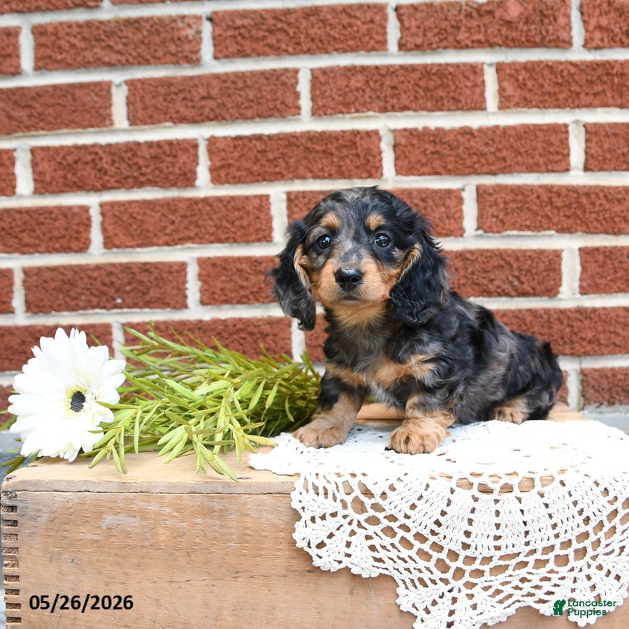 Miniature Dachshund dogs Jodi - Ad 2