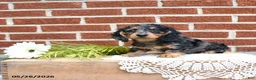 Miniature Dachshund dogs for sale: Jodi - Ad 2