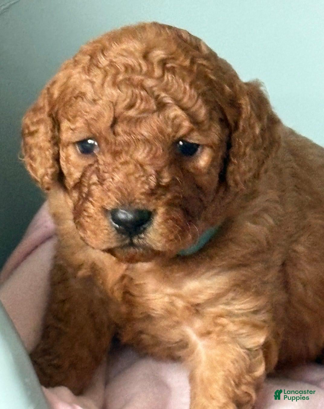 Cavapoo dogs Tom - Ad 13