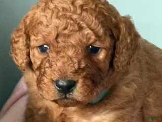 Cavapoo dogs Tom - Ad 13