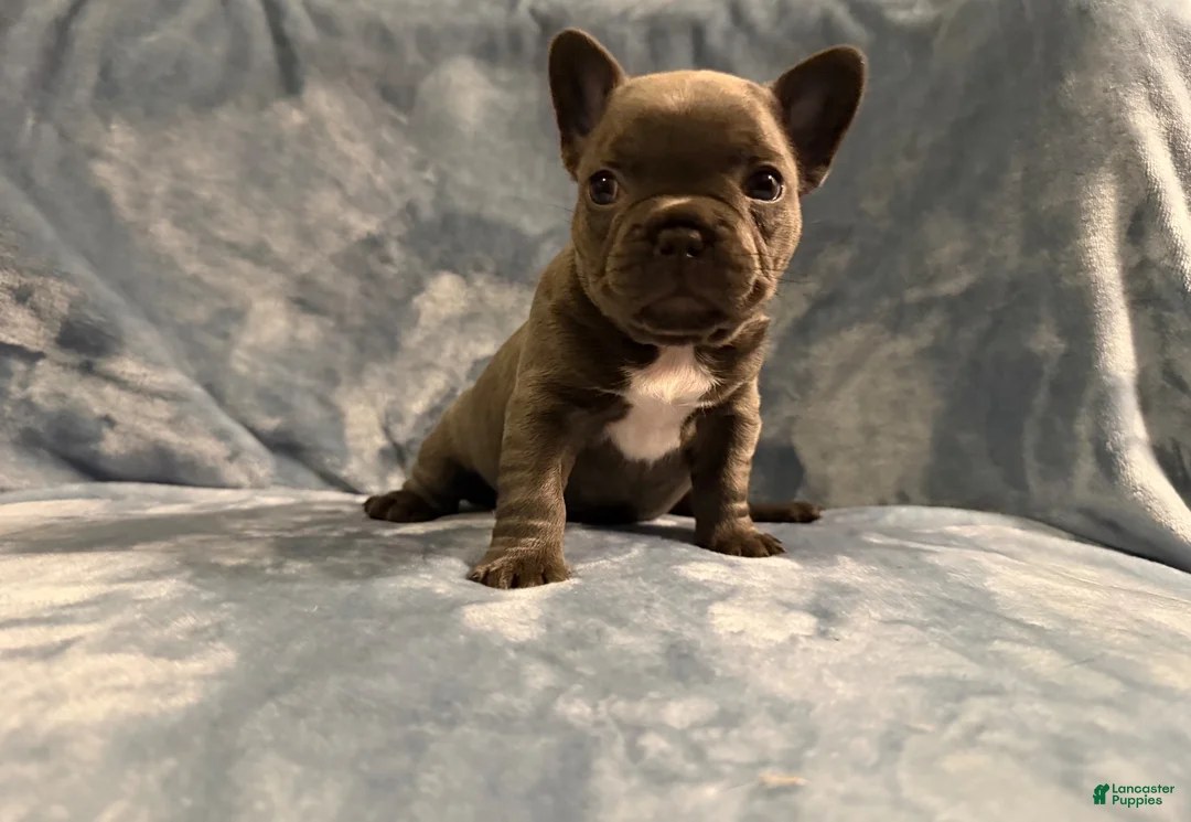 French Bulldog dogs for sale: French Bulldog 3 - Ad 2