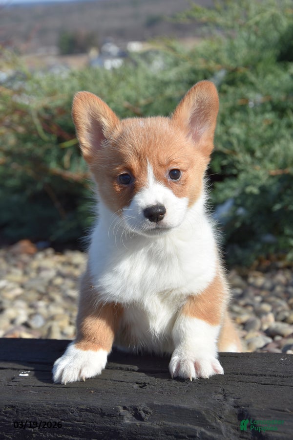 Welsh Corgi Pembroke dogs Esther - Ad 1