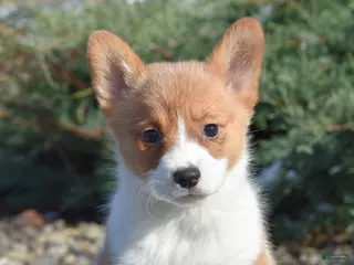 Welsh Corgi Pembroke dogs for sale: Esther - Ad 2