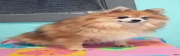 Pomeranian dogs for sale: Frisky - Ad 9