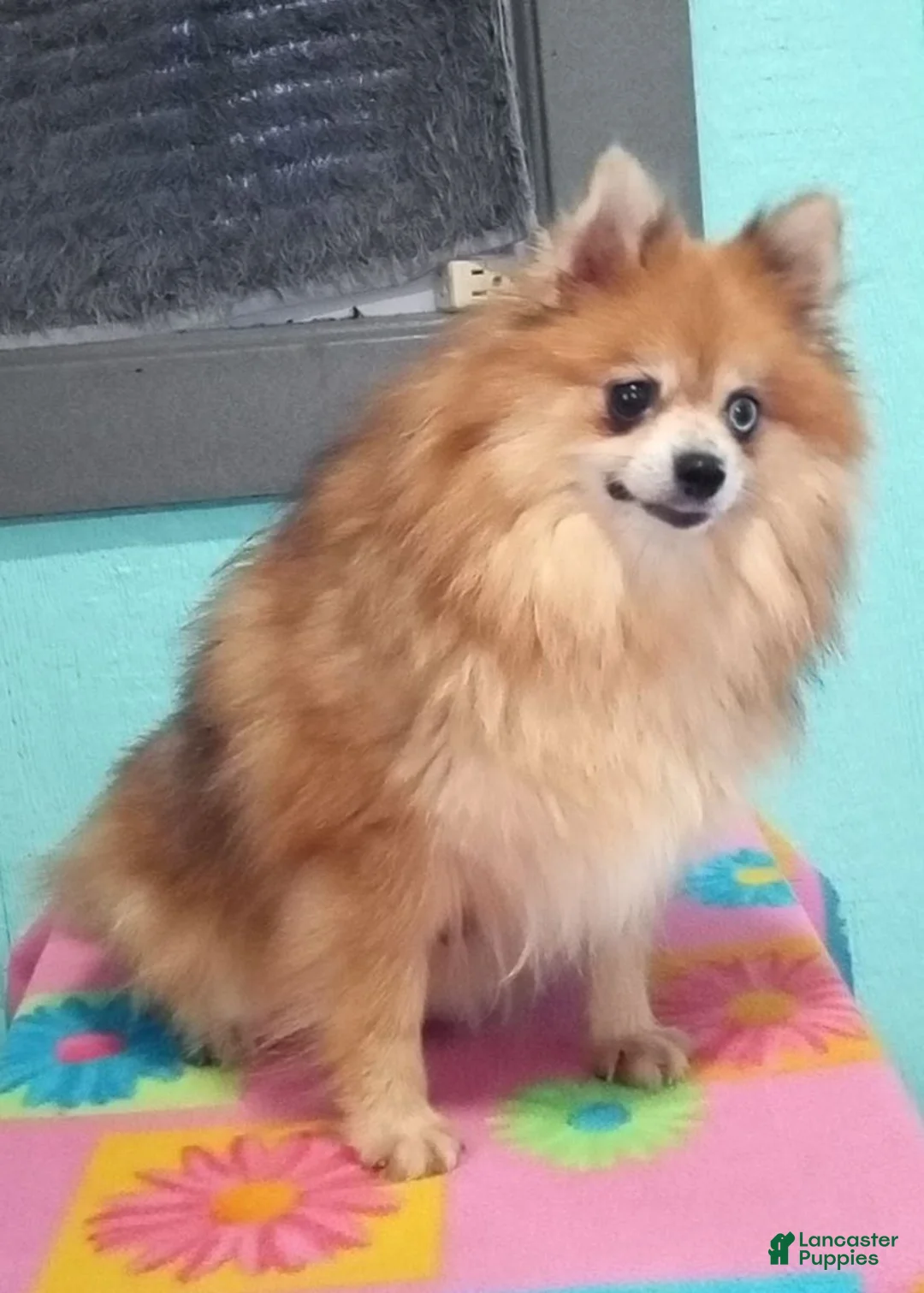 Pomeranian dogs for sale: Frisky - Ad 9