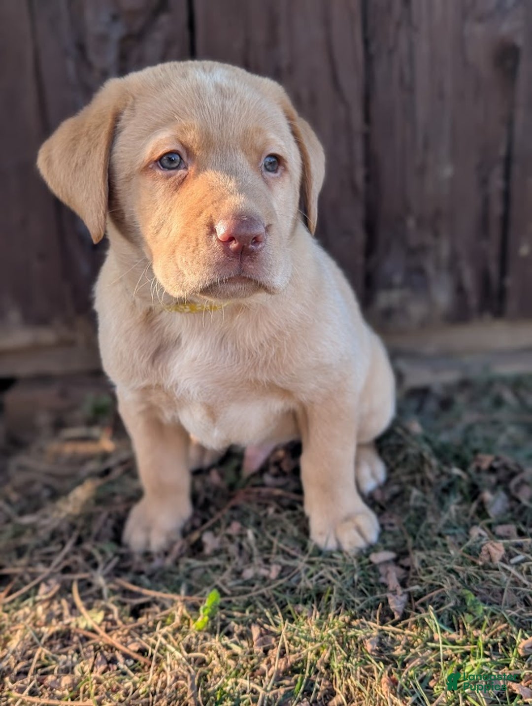Labrador Retriever dogs for sale: Muffy - Ad 3