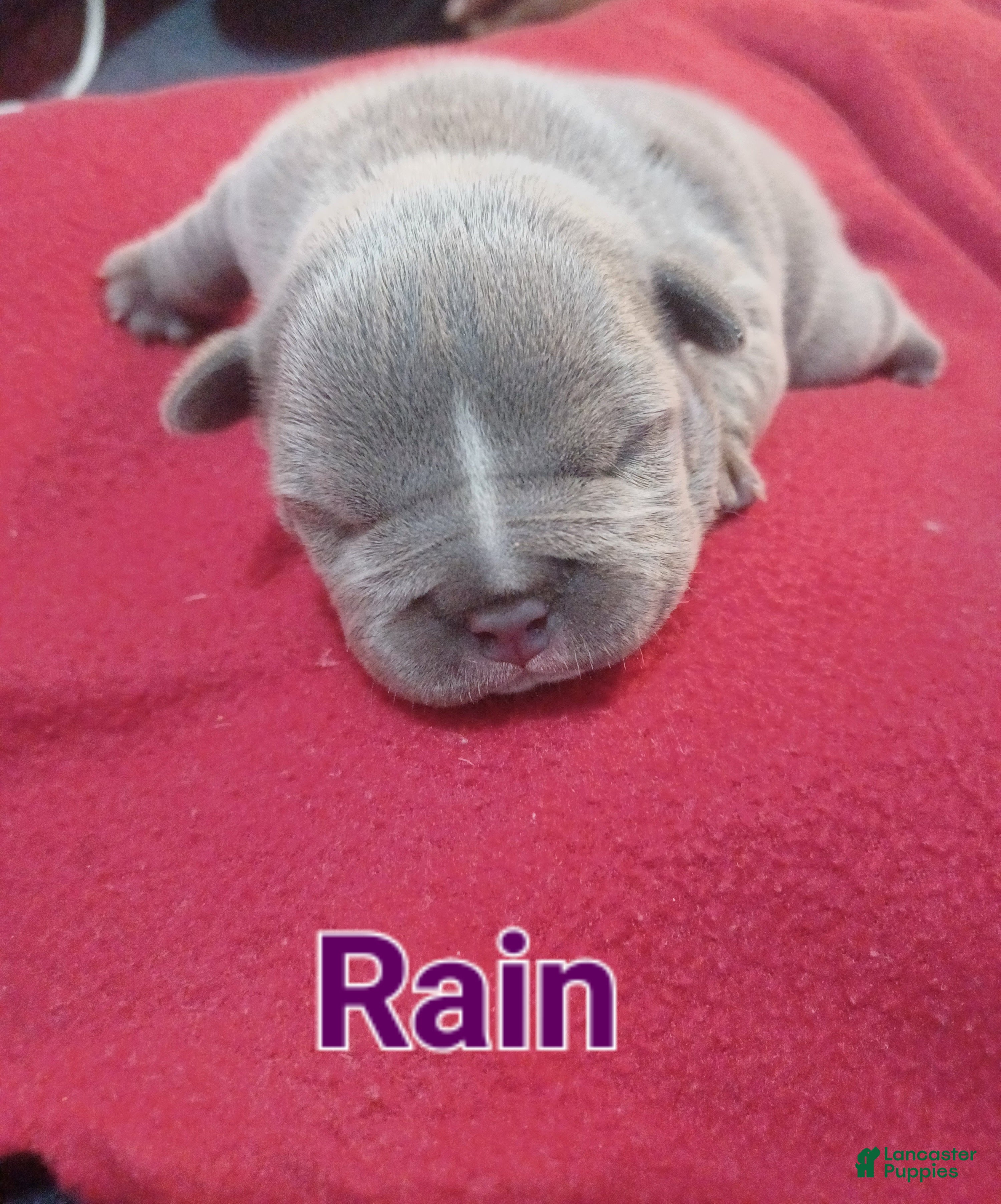 American Bully dogs American Bully Puppy 1 - Ad 21