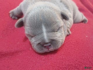 American Bully dogs American Bully Puppy 1 - Ad 32