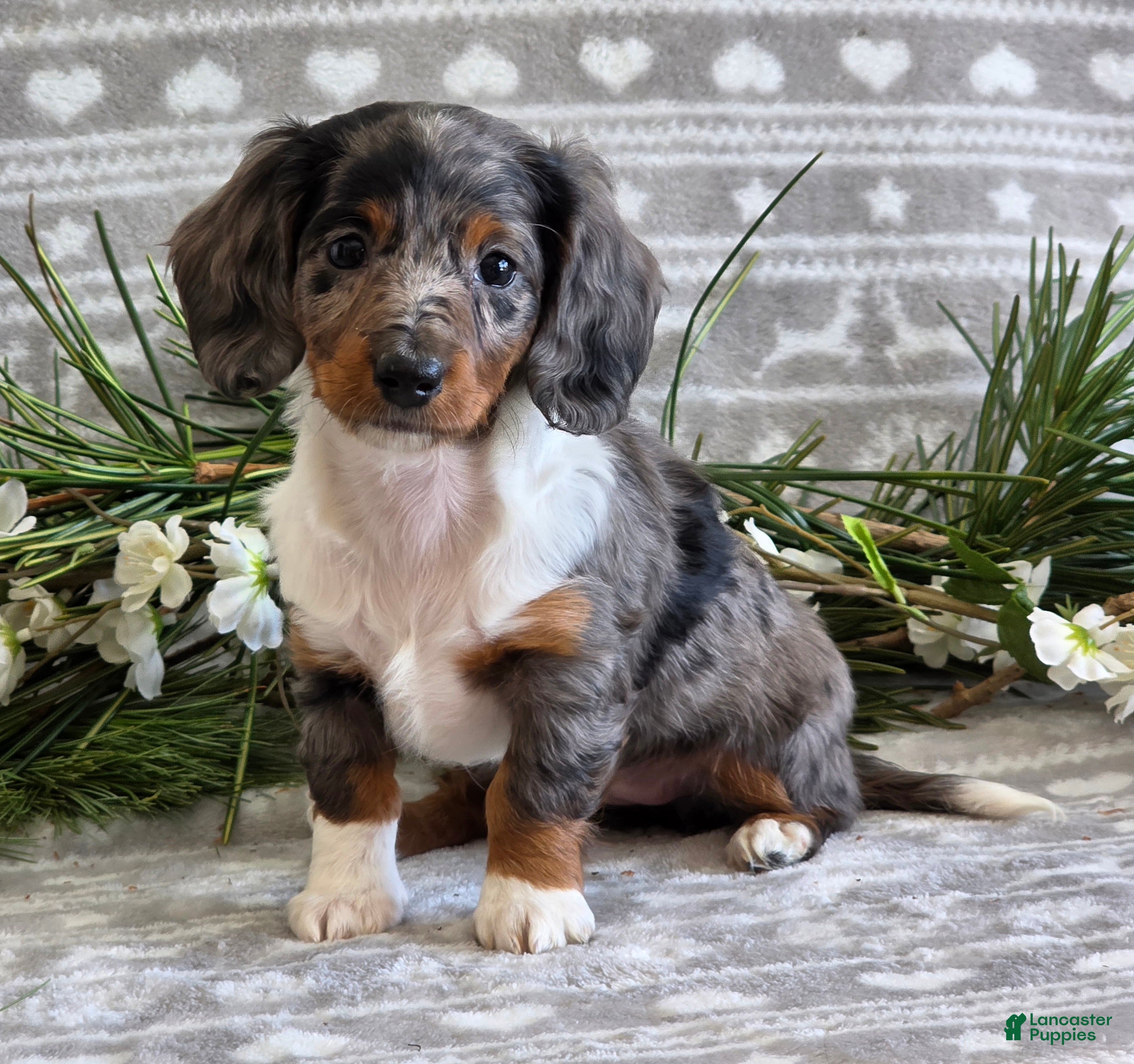 Miniature Dachshund dogs Daisy - Ad 39