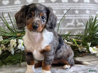Miniature Dachshund dogs Daisy - Ad 38
