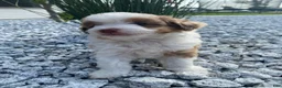 Mini Aussiedoodle dogs for sale: Tucker - Ad 6