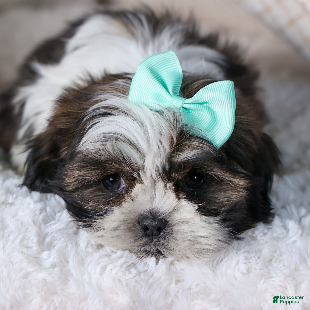 Shih Tzu dogs for sale: MERLE - Ad 5
