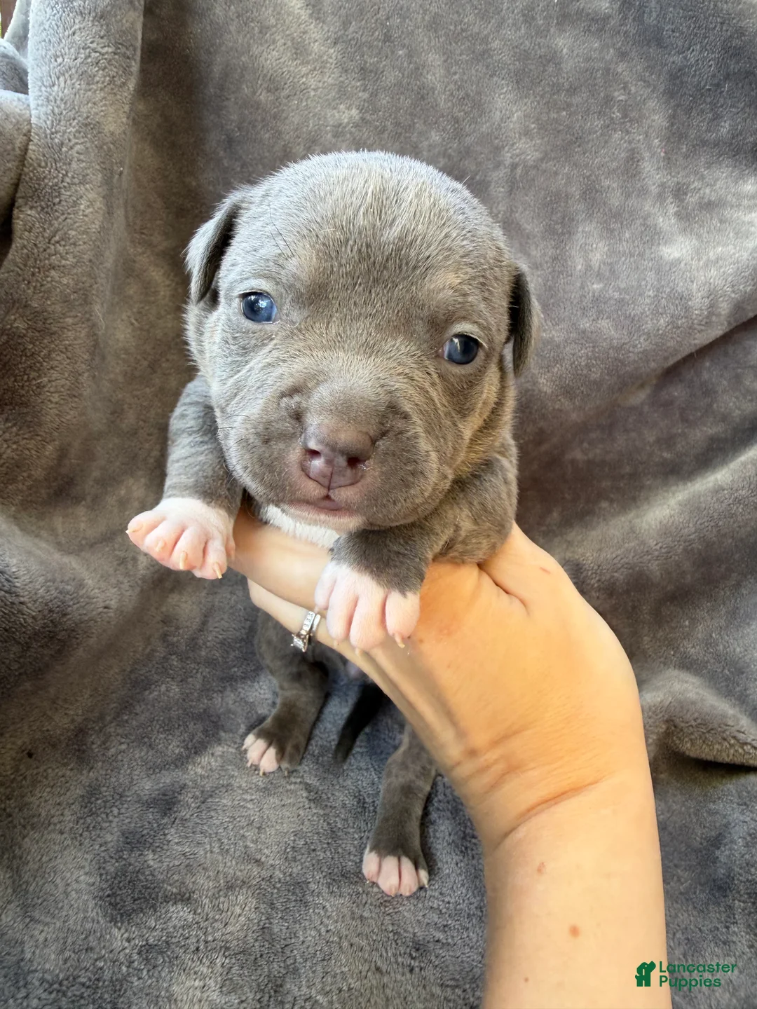 American Bully dogs for sale: Letty - Ad 2
