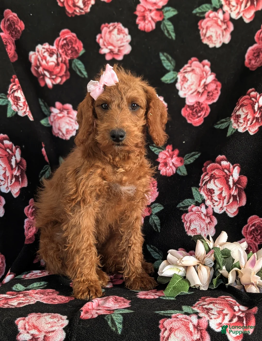 Miniature Labradoodle dogs for sale: Charlee Hypoallergenic - Ad 1