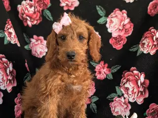 Miniature Labradoodle dogs Charlee Hypoallergenic - Ad 11