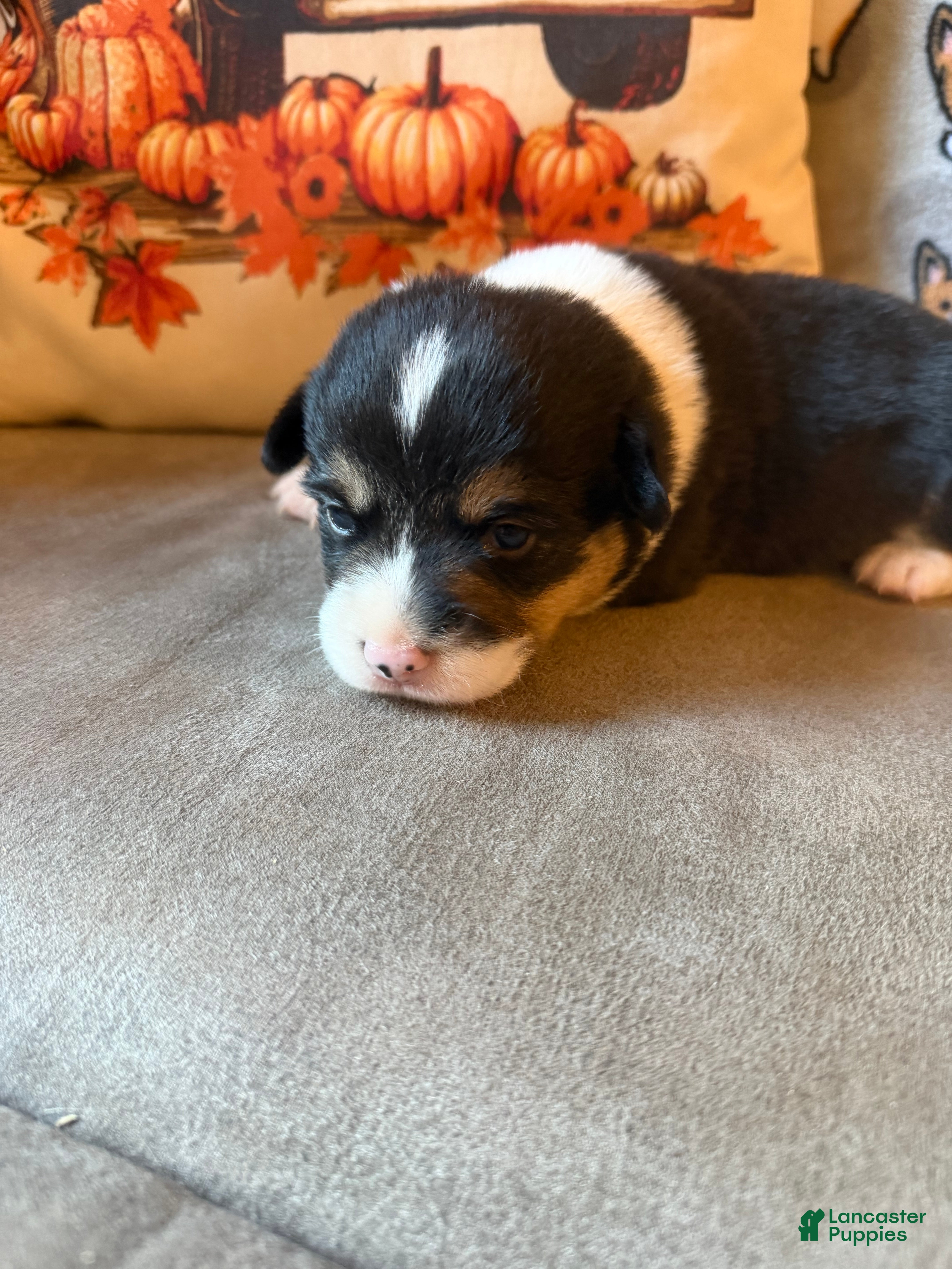 Mixed Breed dogs Mater - Ad 36