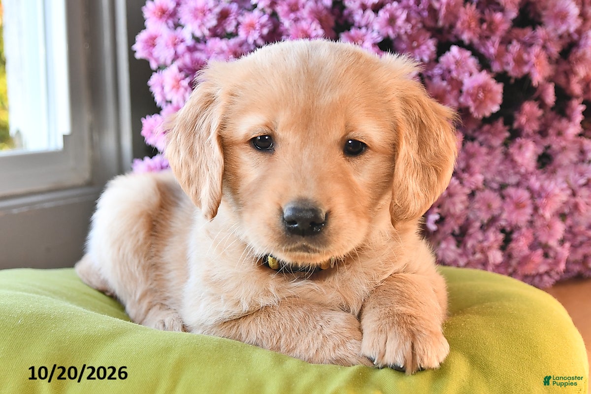 Golden Retriever dogs for sale: Rita - Ad 1