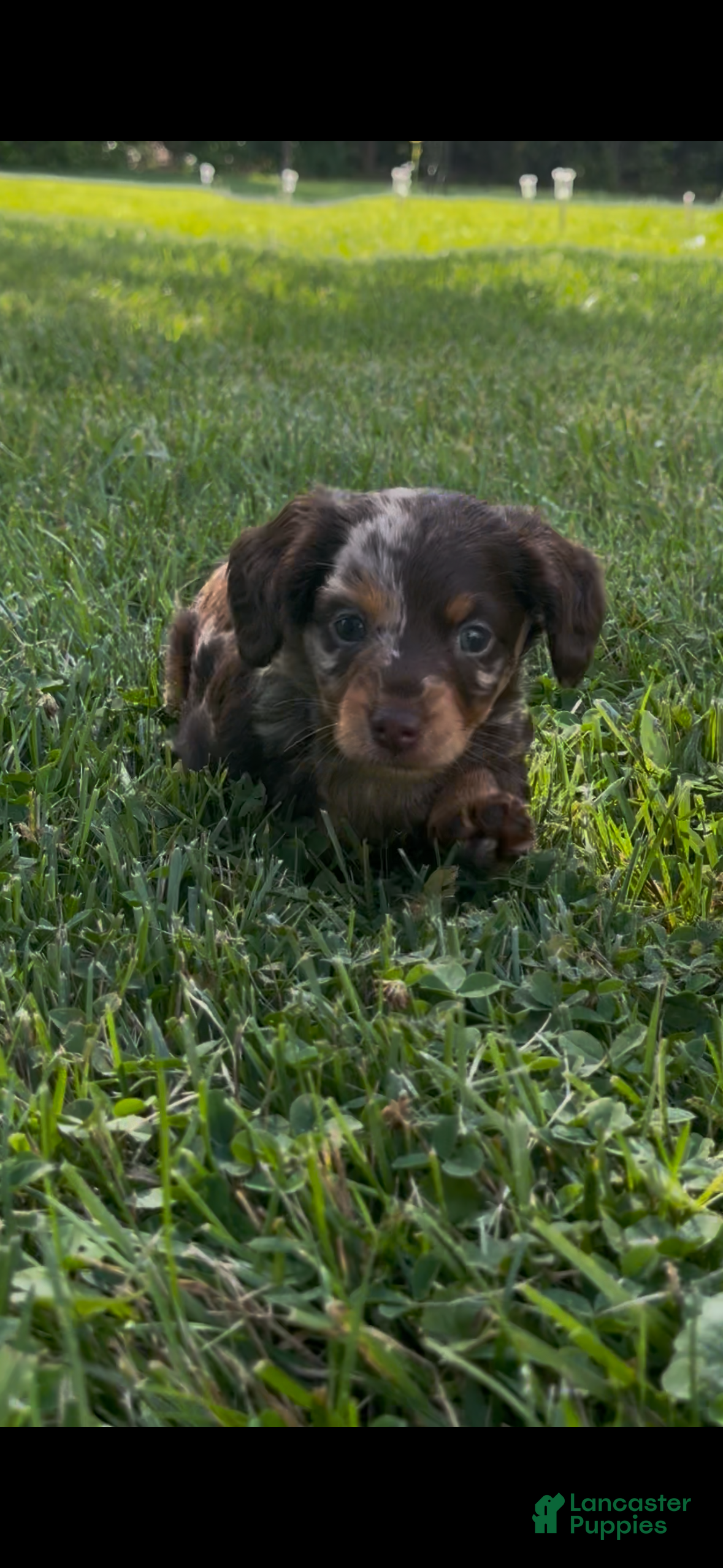 Miniature Dachshund dogs for sale: Teddy - Ad 1
