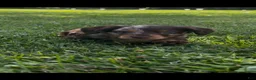Miniature Dachshund dogs for sale: Teddy - Ad 1
