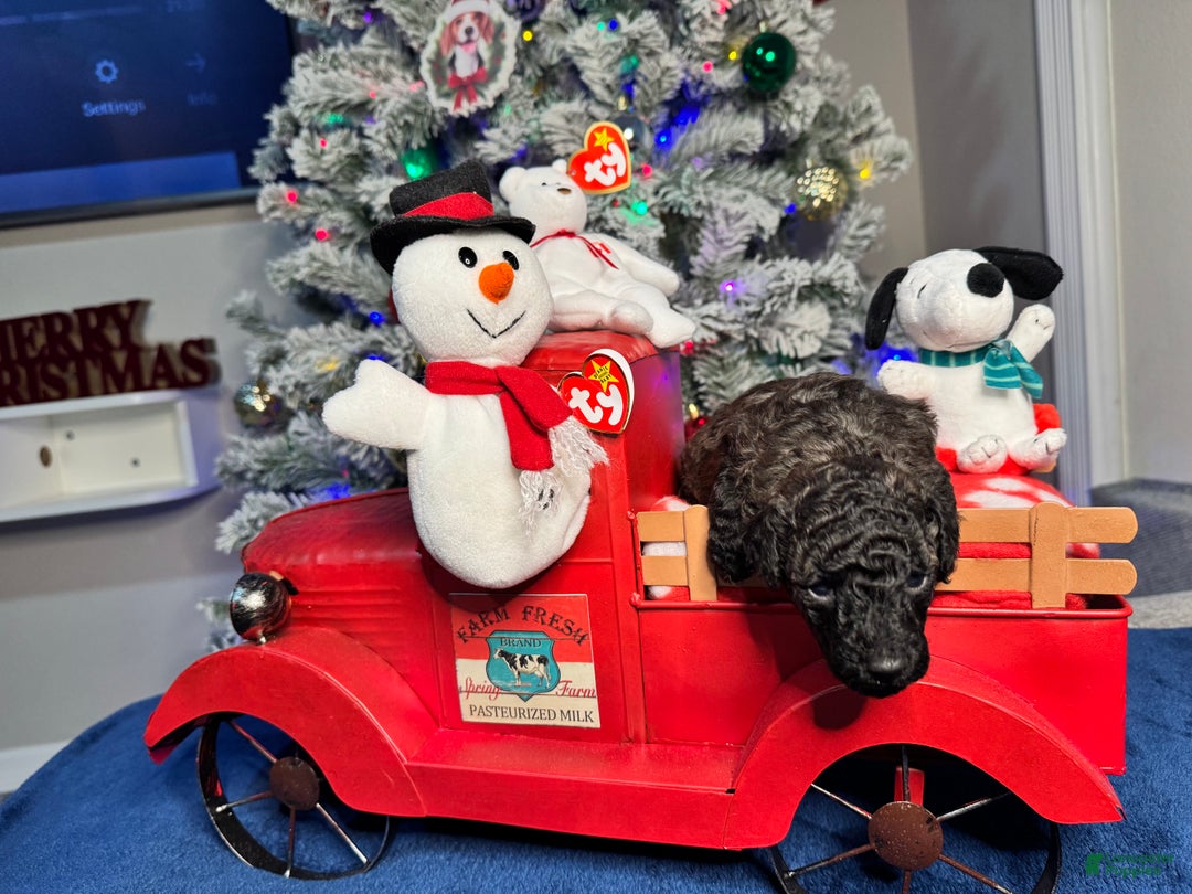 Toy Poodle dogs for sale: Benjamin - Ad 7