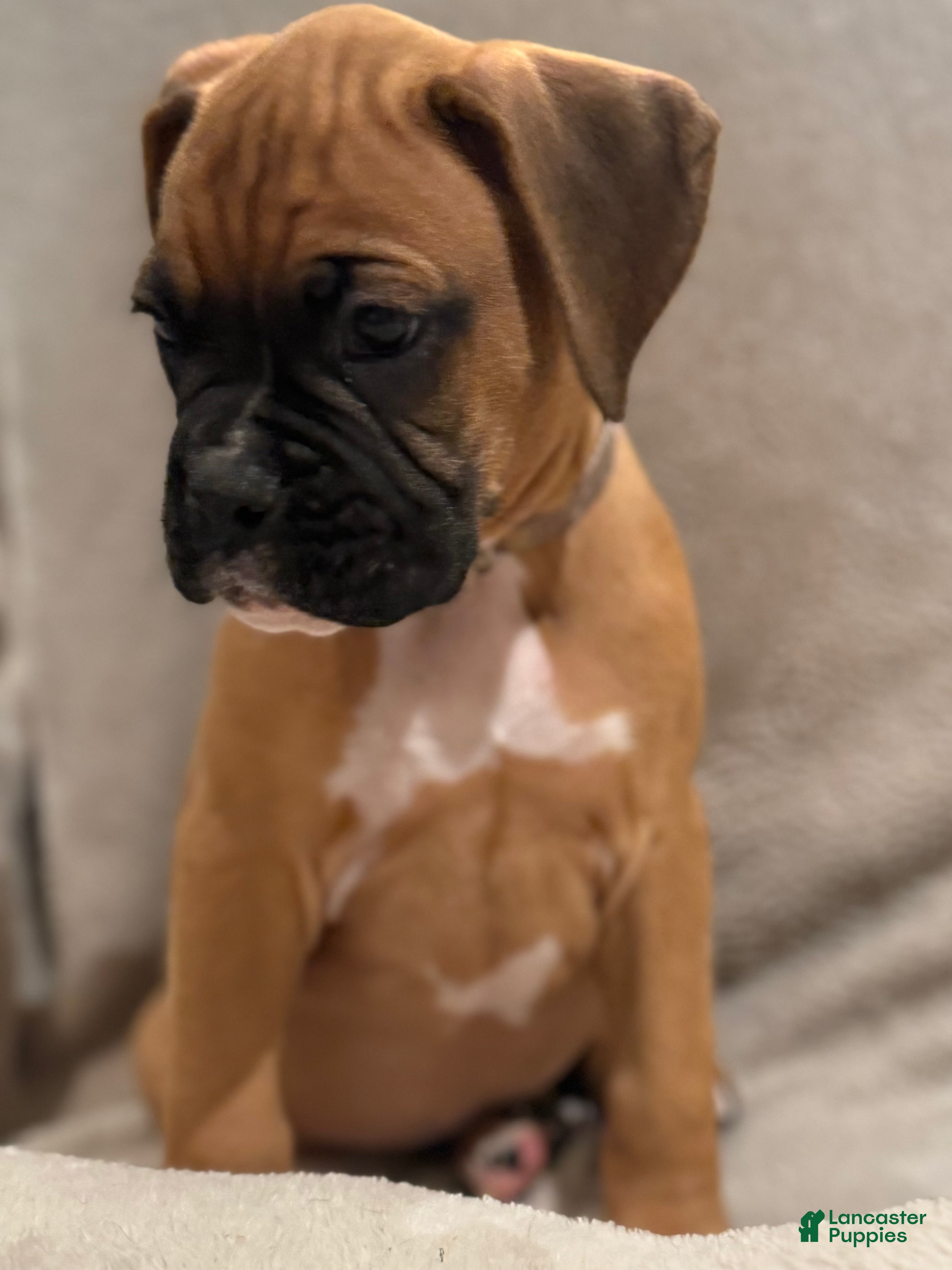 Boxer dogs Bruno - Ad 2