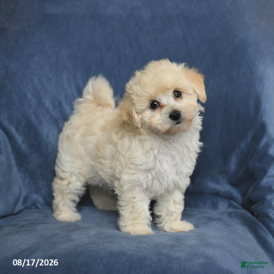 Maltipoo dogs Nancy - Ad 1