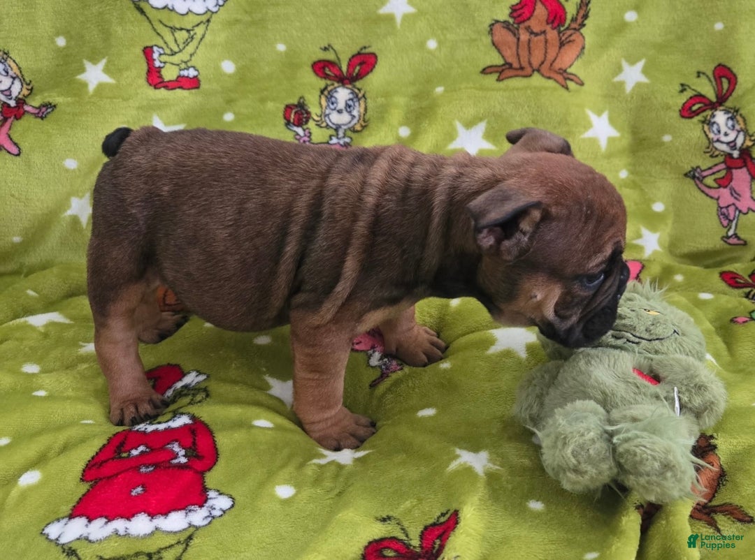 English Bulldog dogs for sale: Brownie - Ad 2