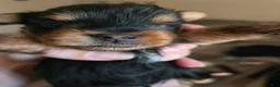 Yorkshire Terrier dogs for sale: Tiny teacup June - Ad 5