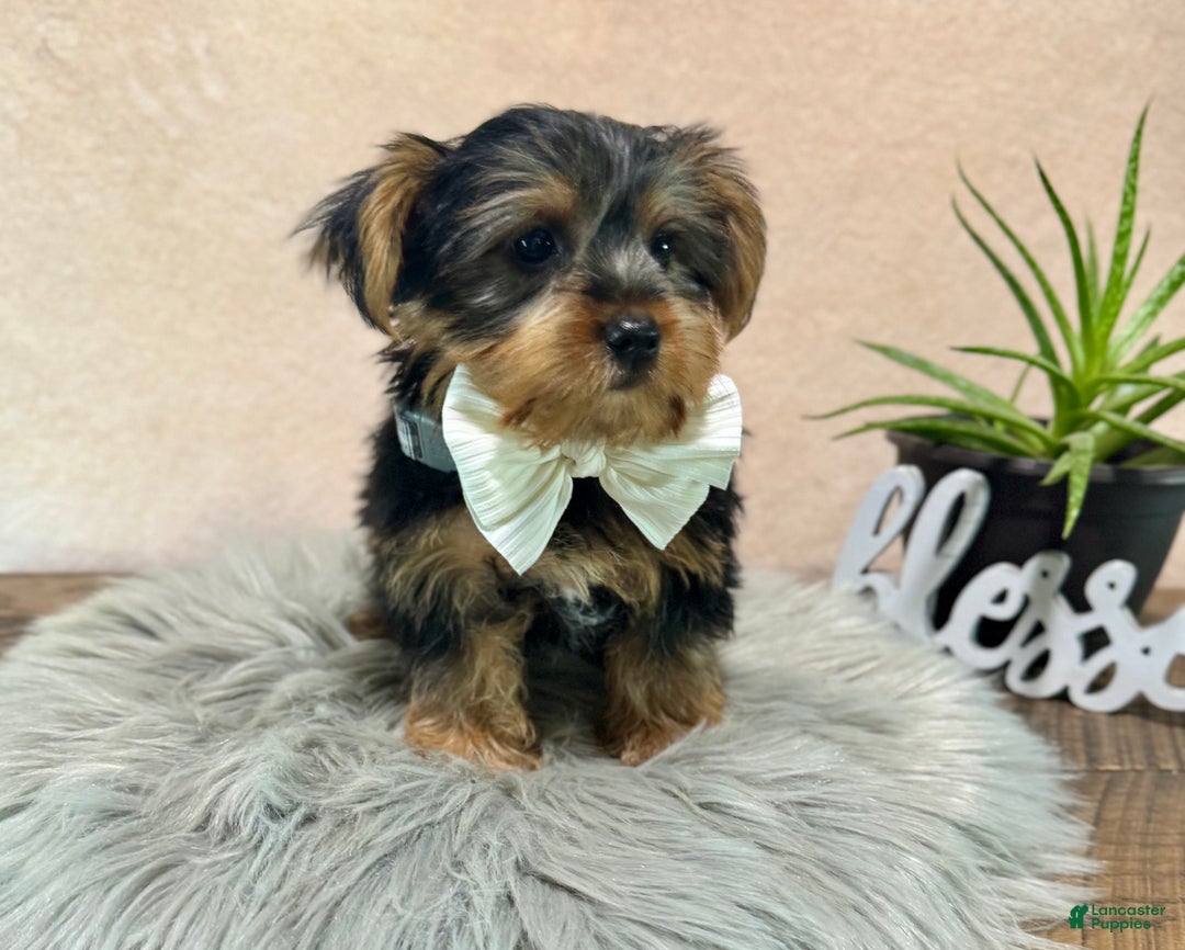 Yorkshire Terrier dogs for sale: Hallie - Ad 28
