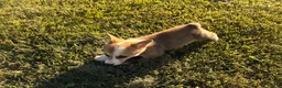Welsh Corgi Pembroke dogs for sale: Mable - Ad 14