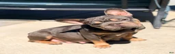 French Bulldog dogs for sale: Nuget - Ad 9