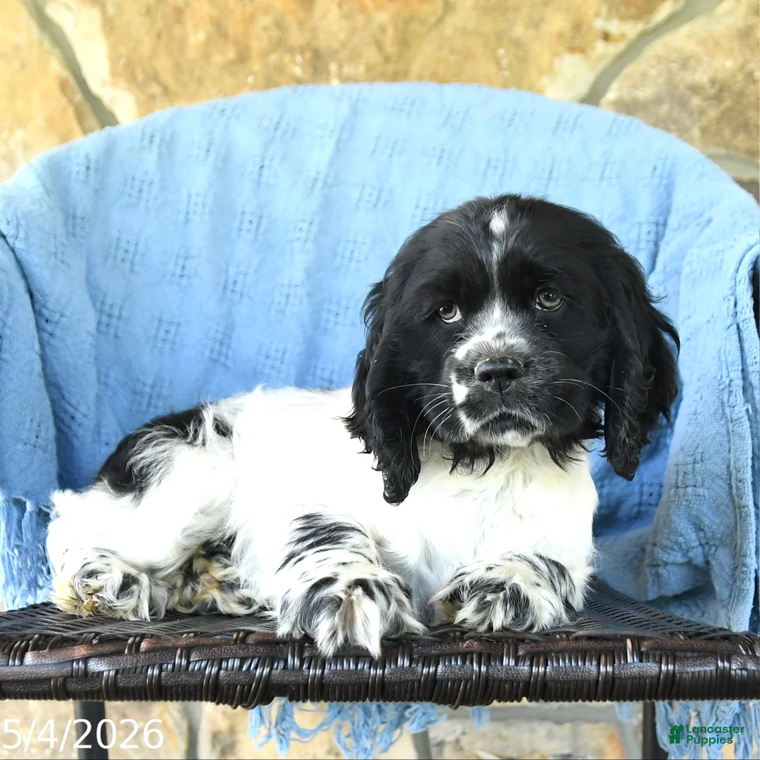 Cocker Spaniel dogs for sale: Maverick - Ad 2