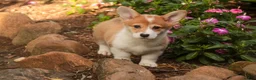 Welsh Corgi Pembroke dogs for sale: Mila Welsh Corgi Pembroke  - Ad 14