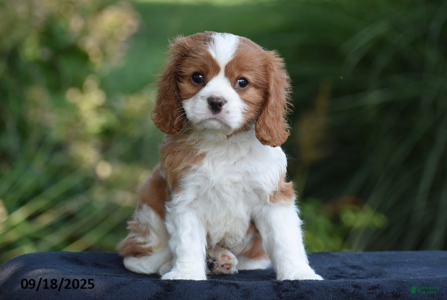 Prince Charles Dog King Charles Spaniel Average Price Cavalier