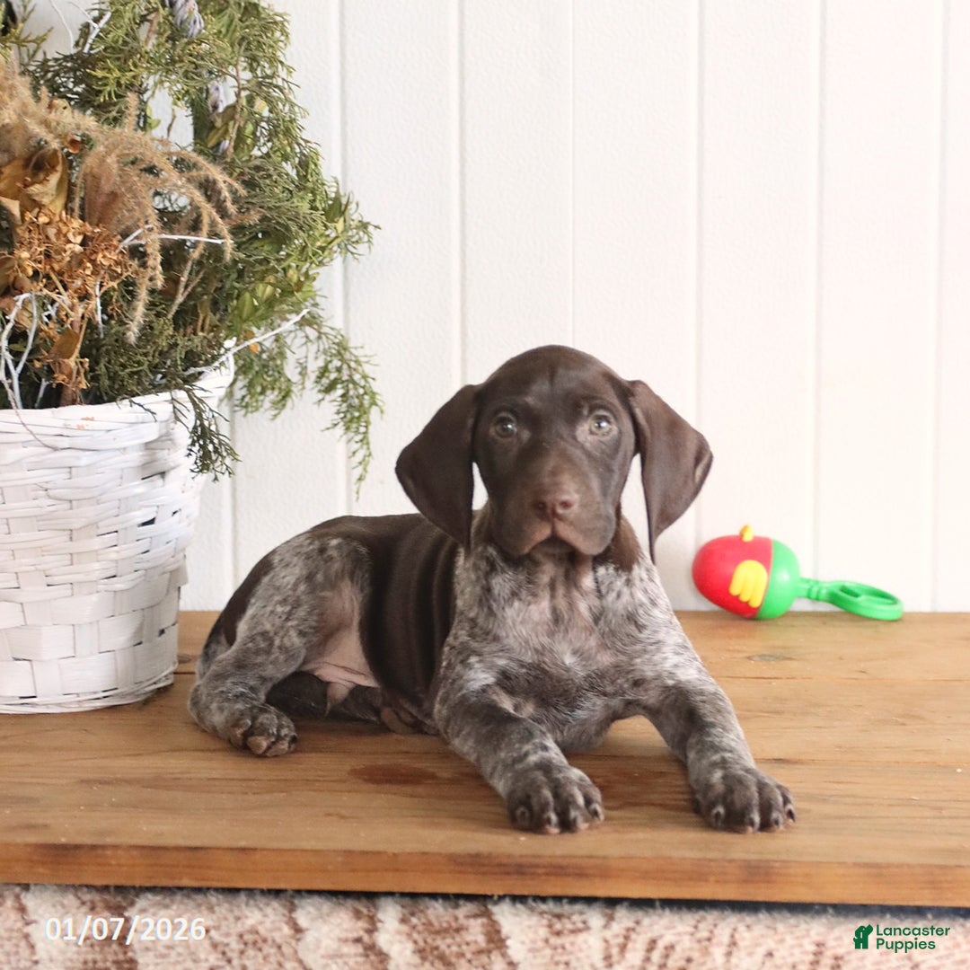 German Shorthaired Pointer dogs for sale: Gabe - Ad 1