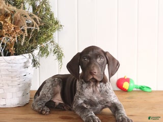 German Shorthaired Pointer dogs Gabe - Ad 21