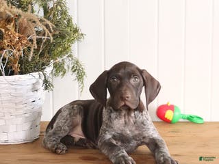 German Shorthaired Pointer dogs Gabe - Ad 30