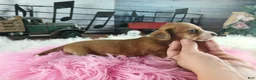 Dachshund dogs for sale: Nationwide delivery. Sugar pies red and white girl - Ad 4