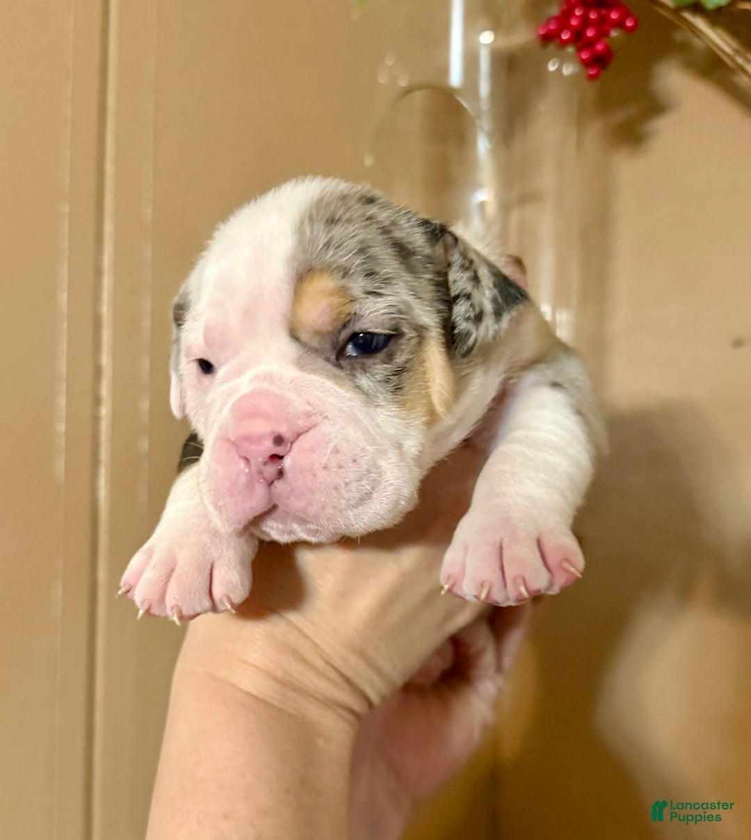 Olde English Bulldogge dogs for sale: Alexandria - Ad 11