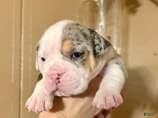Olde English Bulldogge dogs Alexandria - Ad 4