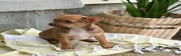 Chihuahua dogs for sale: Rusti - Ad 13