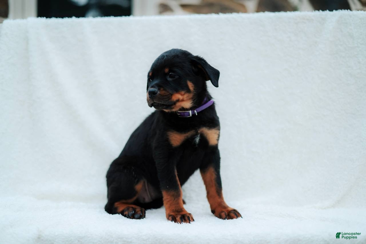 Rottweiler dogs Rottweiler 6 - Ad 2