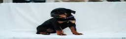 Rottweiler dogs for sale: Rottweiler 6 - Ad 2