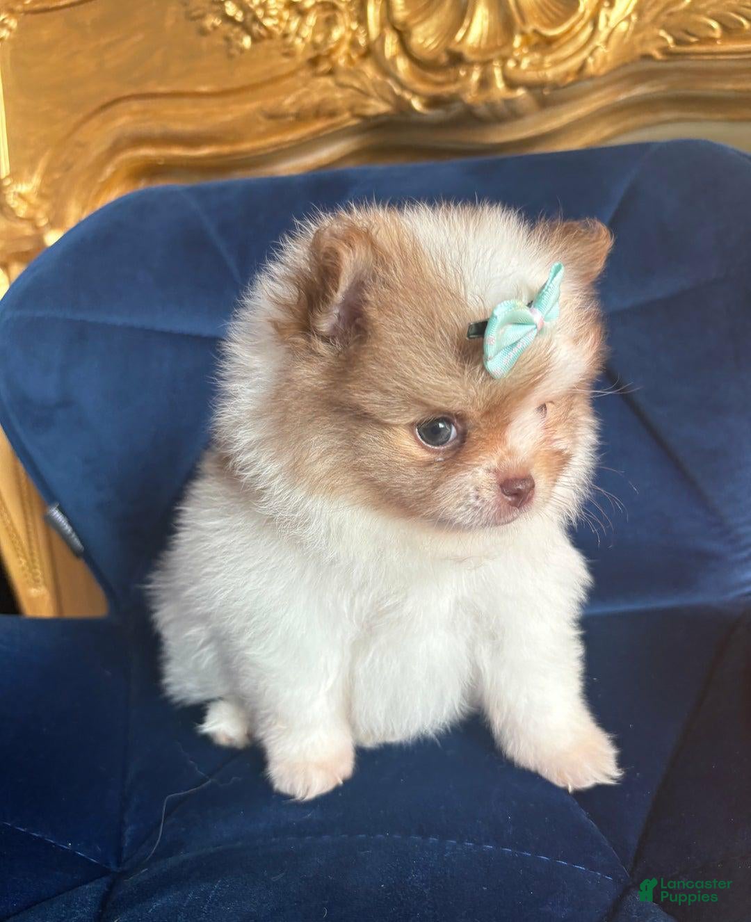 Pomeranian dogs Dex - Ad 27