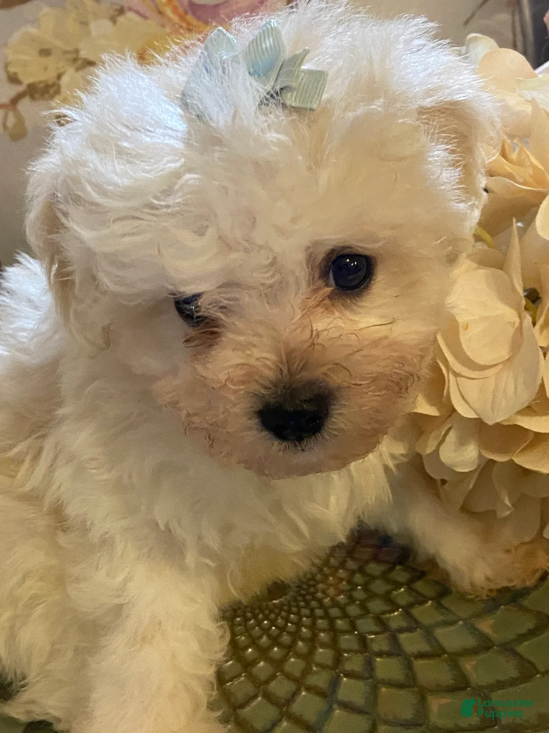Pomapoo dogs for sale: Pomapoo 2 - Ad 2