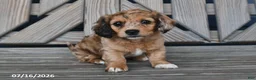 Chiweenie dogs for sale: Tom  - Ad 2