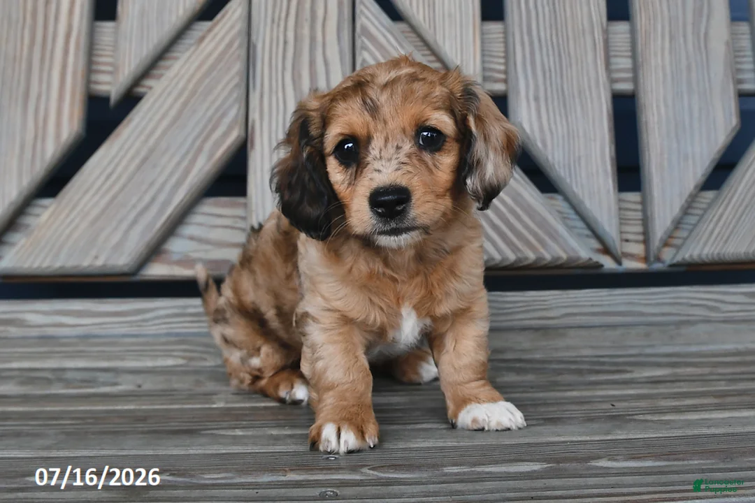 Chiweenie dogs for sale: Tom  - Ad 2