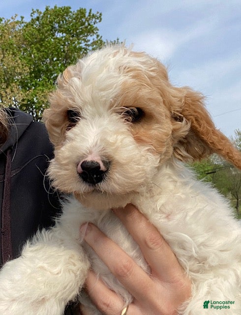 Mini Goldendoodle dogs Larson- tiny - Ad 1