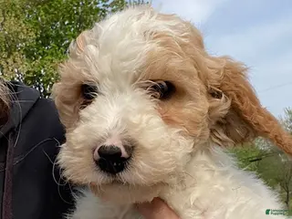 Mini Goldendoodle dogs for sale: Larson- tiny - Ad 2